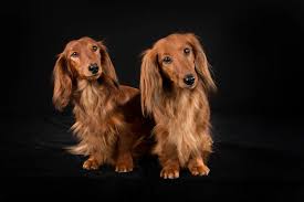 Acconciatura, scultura, stili di capelli lunghi, animali. Foto Stock Dai Capelli Lunghi Foto Immagini Dai Capelli Lunghi Depositphotos