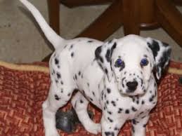 Dalmatian's unique metabolism stops a step earlier than other dog breeds which unfortunately makes them prone to forming very acidic urine and uric acid all responsible breeders should have baer testing completed by a vet on all their breeding dogs and puppies produced. Dalmatian Puppies In New Jersey