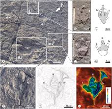 Image result for Tridactyle virginea
