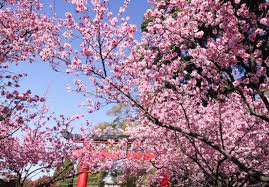 The blooming cherry blossom trees were an idyllic tableau in washington, dc. The Cherry Blossom Festival Brings Japan To Sydney