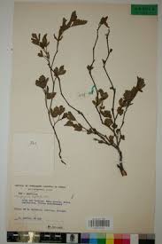 Image result for Cienfuegosia digitata