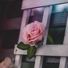 Beautiful flower and natural beauty image & photo download for whatsapp dp. Flower Whatsapp Dp