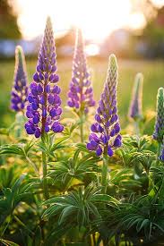The lupine plant is a member of the pea. Lupine Flowers Flower Closeup Spike Field Beauty Backlight Day Sun Sunshine Lupine By Susanne Alfredsson Photo Stock Snapwire
