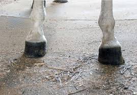 What does a club foot look like on a horse? Club Foot Heritability In Horses The Horse