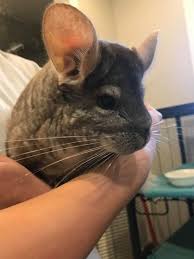 You can use newspaper , pine or aspen shavings for the bottom of the cage. Bc Chinchilla House Home Facebook