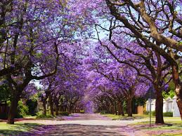 Purple flowering tree identification australia. Jacarandas In Parts Of South Africa Are Flowering Earlier Why It S A Warning Sign