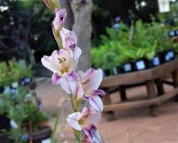 Image result for Gladiolus crassifolius