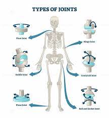 Types Of Joints Vector Illustration Vector Illustration Illustration Body Drawing Tutorial