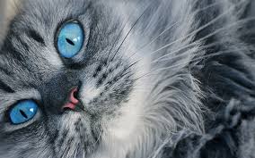 Download Wallpapers Persian Cat 4k Close Up Gray Cat Blue Eyes Fluffy Cat Cats Domestic Cats Pets Persian Besthqwallpapers Com Cat With Blue Eyes Fluffy Cat Persian Cat