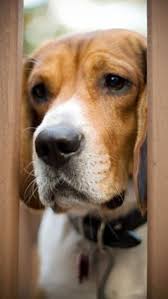 Beagle Panosundaki Pin