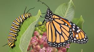 What flowers do monarch butterflies like. New Clues Help Monarch Butterfly Conservation Efforts Ecowatch