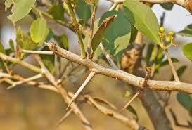 Image result for Gymnosporia senegalensis