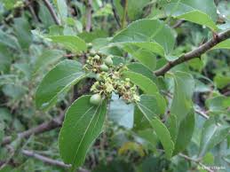 Image result for Ziziphus abyssinica