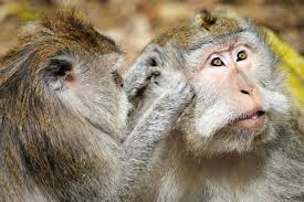 While The Balinese Long Tailed Monkeys Are The Primary Attraction At The Sacred Monkey Forest Sanctuary Monkey Forest Central Kalimantan Traveling By Yourself