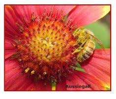 Which of the following best describes the relationship between bees and flowers? 14 Symbiotic Relationships Ideas Symbiotic Relationships Symbiosis Mutualism