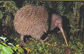 The Kiwi Has Vestigial Wings Beneath All Those Feathers Thanks To Animal Facts Fb Kiwi Bird Bird Bizarre Animals
