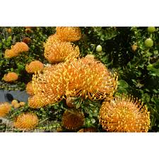 Image result for Leucospermum