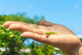 The gold dust day gecko feeds on insects and nectar.it is commonly known as the mascot of geico insurance. A Tiny Cute Green Hawaiian Gold Dust Day Gecko Staring At The Stock Photo Picture And Royalty Free Image Image 101057711