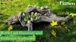 Maybe you would like to learn more about one of these? Basteltipp Wurzel Mit Hauswurz Und Fetthenne Bepflanzen Youtube