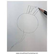 How To Draw A Radish Nevue Fine Art Marketing Here is an idea drawing. how to draw a radish nevue fine art