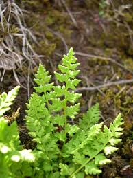 Image result for Woodsiaceae