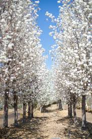 We did not find results for: Pear Cleveland Flowering For Sale In Boulder Colorado