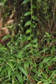 Image result for Oplismenus compositus