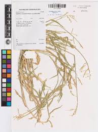 Image result for Urochloa panicoides