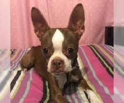 Boston terrier puppies are alert and lively. Puppyfinder Com Boston Terrier Puppies Puppies For Sale And Boston Terrier Dogs For Adoption Near Me In Alabama Usa Page 1 Displays 10