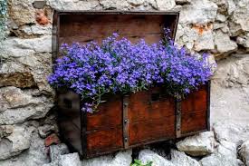 Image result for Lobelia erinus
