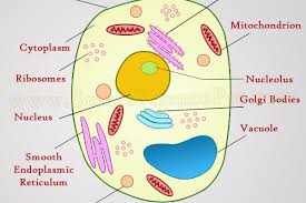 Plant cell parts, functions & diagrams. Plant Cell Diagram Archives Smart Science Pro