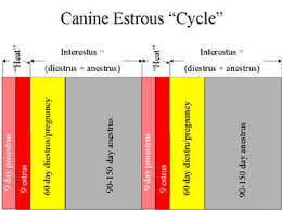 the normal canine estrous cycle