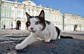 Всемирный день петербургских кошек и котов. Kultura Rf On Twitter Segodnya Zhiteli Sankt Peterburga Otmechayut Vsemirnyj Den Peterburgskih Kotov I Koshek Ego Obyavila Gruppa Hudozhnikov Mitki V 2005 Godu Chitajte Kak Koty Pomogali Krestyanam I Imperatoram Https T Co 3t6a5kntfx Https T Co
