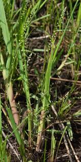 Image result for Polygala dewevrei