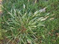 Maybe you would like to learn more about one of these? Quackgrass Control Quackgrass Killer Getting Rid Of Quackgrass
