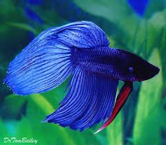 Veiltail Betta Betta Fish Types Betta Fish Betta