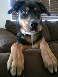 All dogs have the potential to develop genetic health problems as all breeds are susceptible to some things more the chocolate lab mixed with the rottweiler might be prone to joint dysplasia, pano, allergies, ear infections, cold tail, acute moist dermatitis. Handsomedogs My Beautiful Rottweiler Lab Mix He S 8 Month Old Designer Dogs Breeds Rottweiler Mix Unique Dog Breeds