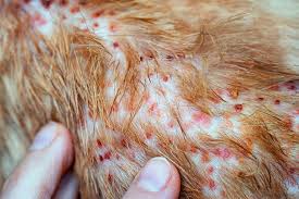 Image result for Feline Miliary Dermatitis