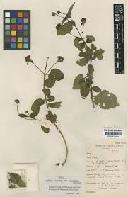 Image result for Lantana tiliifolia