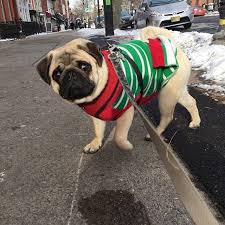 Today In Pug Fashion Ootd Cute Pugs Pugs Pugs Funny
