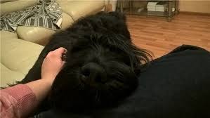 izobrazhenie rizenshnaucer