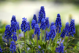Maybe you would like to learn more about one of these? 15 Best Early Spring Flowers Early Blooming Spring Flowers For Your Garden