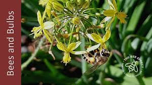Maybe you would like to learn more about one of these? Bulbine For Honey Bees The Bee Effect