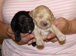 * cockapoo of excellence * our next cockapoo puppies available will be ready for their new homes throughout the summer and fall of 2021! Cockapoo Pets And Animals For Sale Minnesota