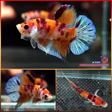 Pin By Paradus Paradusa On Beautiful Betta Fish Betta Fish Betta Fish Care Koi Betta