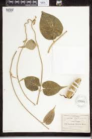 Image result for Marsdenia macrantha