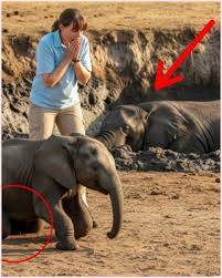 Heartbreaking Moment: Baby Elephant Begs Humans to Save His ...