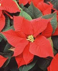 Poinsettia Poinsettia Plant Christmas Plants Poinsettia
