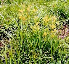 Image result for Cyperus esculentus
