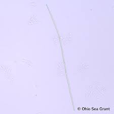 Image result for Limnophyton